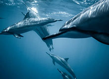 关于澳门开奖网的一个误区被反复传播：真相其实是‘资料’是引流工具：你能做的第一步是这个